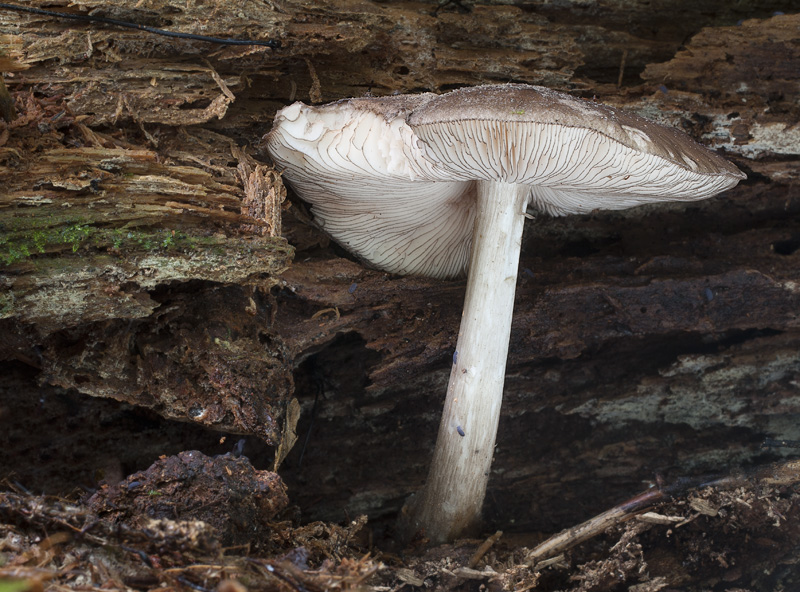 Pluteus atromarginatus